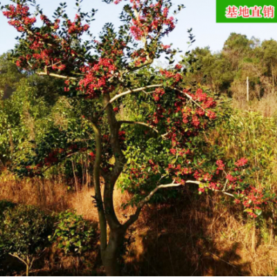 批發(fā)造型無刺狗骨 精品綠化苗木進化空氣去甲醛樹苗 基地直銷