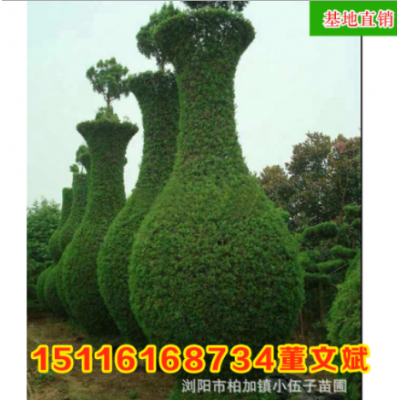 批發(fā)龍柏造型花瓶 精品園林綠化工程苗木庭院種植 湖南基地直銷