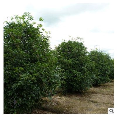 湖南四季桂球價(jià)格 綠化苗木四季桂球 貨源充足 價(jià)優(yōu) 樹(shù)形優(yōu)美