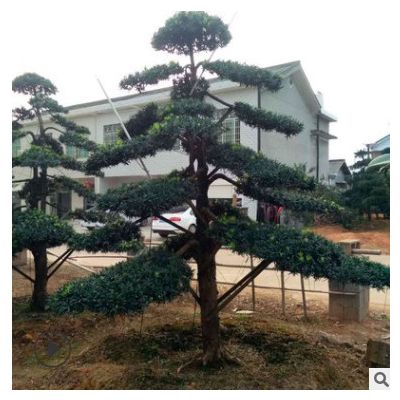 庭院景觀羅漢松 綠化苗木羅漢松批發(fā) 胸徑12公分羅漢松樹(shù)