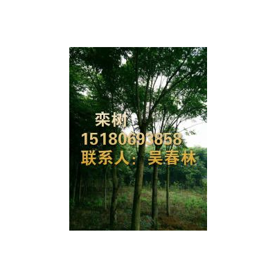 今日欒樹最新報價信息_江西哪家的欒樹價格便宜_專業(yè)欒樹供應(yīng)基地