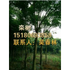 今日欒樹最新報價信息_江西哪家的欒樹價格便宜_專業(yè)欒樹供應基地