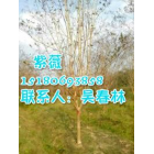供應不同規(guī)格紫薇價格_哪里的紫薇價格便宜_江西紫薇批發(fā)