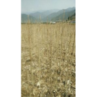 1-3公分無患子大量批發，江西無患子基地直銷，九江無患子小苗