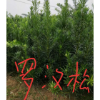 羅漢松小苗供應，江西九江羅漢松