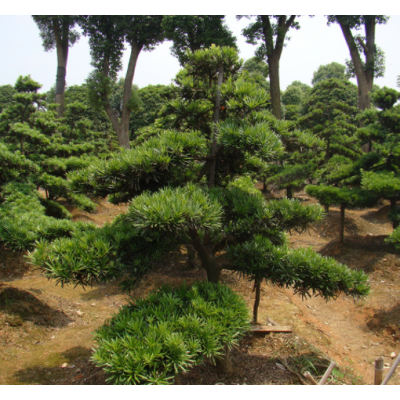 羅漢松批發(fā) 湖南造型羅漢松價(jià)格臺(tái)灣羅漢松基地 綠化樹苗木
