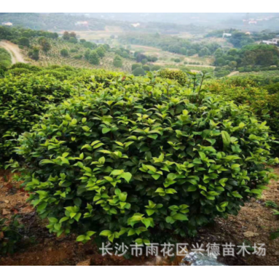 批發(fā)茶花球 湖南山茶2-4-5公分高桿茶花樹花色大紅 綠化苗木