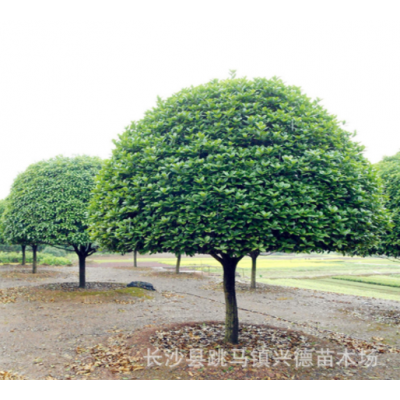 批發(fā)桂花 湖南桂花樹 金桂 八月桂花香花期長(zhǎng) 長(zhǎng)沙綠化苗木