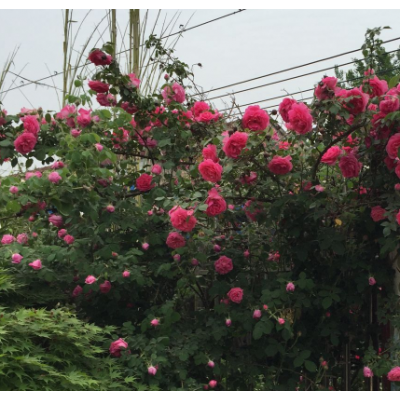 攀巖植物薔薇苗價格，最新薔薇月季報價