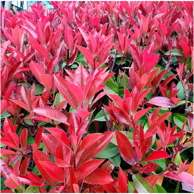 紅葉石楠樹苗價格 紅葉石楠50厘米批發(fā)