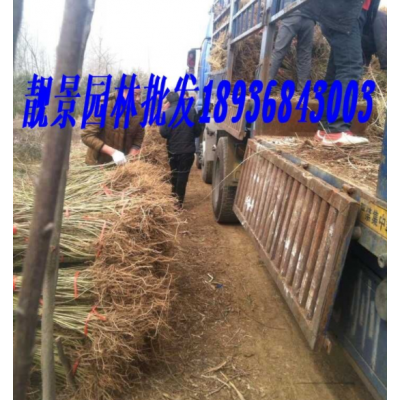 江蘇連翹新價格 供應連翹工程苗