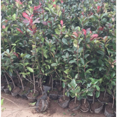 沭陽紅葉石楠50公分高，紅葉石楠3分支價格，紅葉石楠供應商