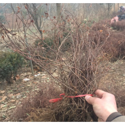 沭陽金焰繡線菊50公分高，金焰繡線菊二年生，金山繡線菊基地直銷