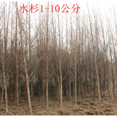 水杉價格 水杉行情 水杉種植方法介紹 苗圃直銷水杉