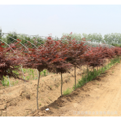 批發(fā)紅楓小苗盆栽 街道庭蔭樹園林觀賞植物樹形優(yōu)美中國紅楓樹苗