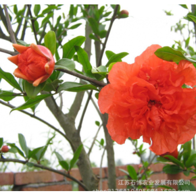 出售花石榴樹苗 園林觀賞果樹盆栽地載綠化植物規(guī)格齊全月季石榴