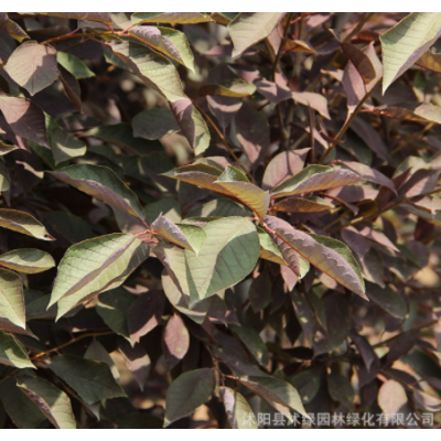 紫葉矮櫻樹苗批發(fā)園林工程公園彩色觀葉植物色塊景觀綠籬紫葉矮櫻