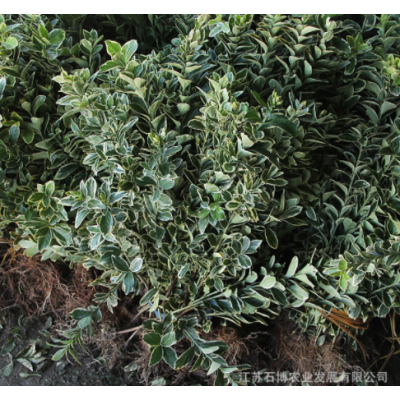 金邊黃楊工程苗基地直發(fā) 園林地被綠化植物小區(qū)花壇工程黃楊條