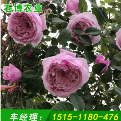 苗圃批發(fā)自由精神月季大苗庭院觀賞粉色大花濃香月季盆栽藤本月季