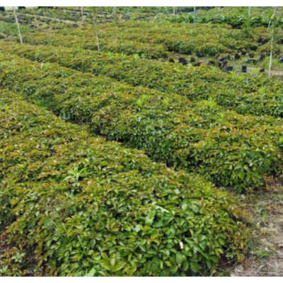 三角梅 勒杜鵑 綠櫻白花 多規格顏色花卉盆栽 園林花境植物批發