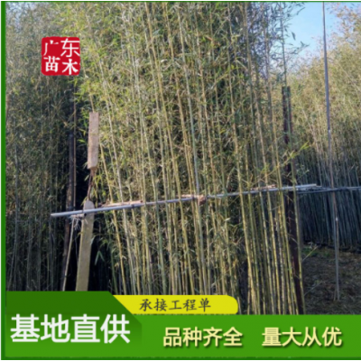 剛竹 現挖現賣 園林工程庭院綠化 行道樹 觀賞竹類 剛竹基地批發