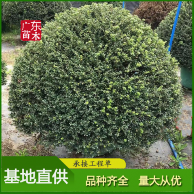 龜甲冬青 多種規格球型灌木 行道路園林綠化苗木 冬青基地直發