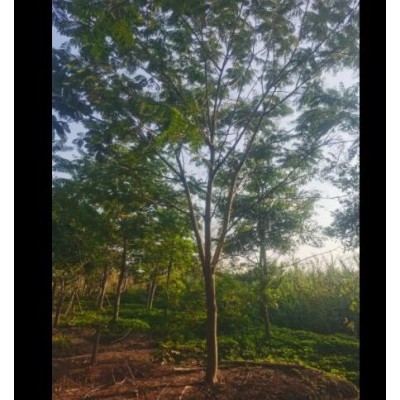 10-25全冠鳳凰木紅花楹地苗假植苗袋苗，普寧市致誠園林種植基地
