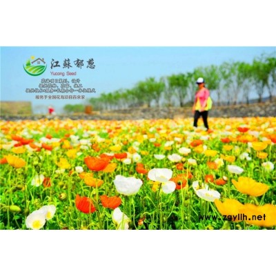荊門市春季花海設計公司免費設計