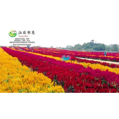 野菊花種子種植技術(shù)方法...免費(fèi)試鐘