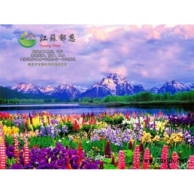銀合歡種子哪里有賣(mài)的...免費(fèi)試鐘