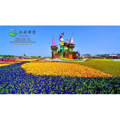 矮桿硫化菊種子種植技術(shù)方法...高發(fā)芽率