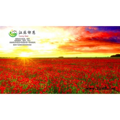 君子蘭種子一般多少錢一斤...免費試鐘