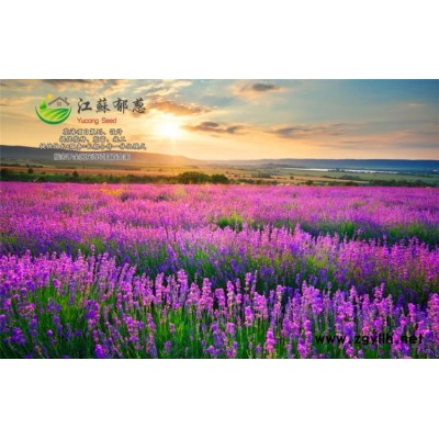 堆心菊種子種植技術方法...免費試鐘