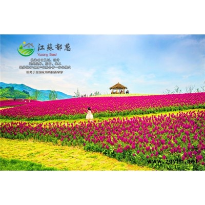 五角楓種子價(jià)格...高發(fā)芽率