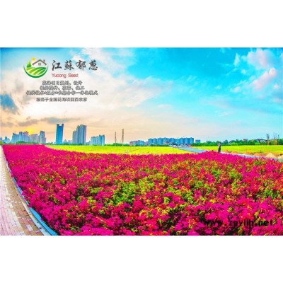 接骨木種子價格...認證企業(yè)