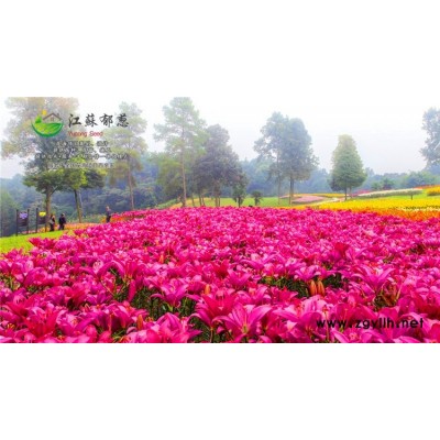 芥末種子一般多少錢一斤...認證企業(yè)