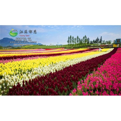 蔬菜種子價格...高發(fā)芽率