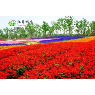 香雪蘭種球種子價格...認證企業