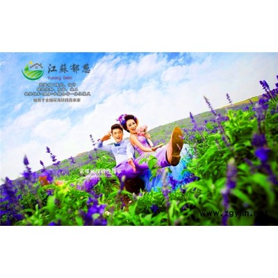 單櫻花種子哪里有賣的...認證企業(yè)