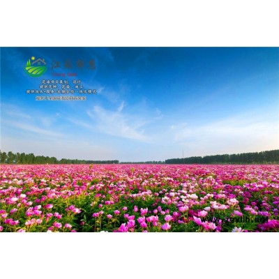 馬鞭草種子價格...高發芽率