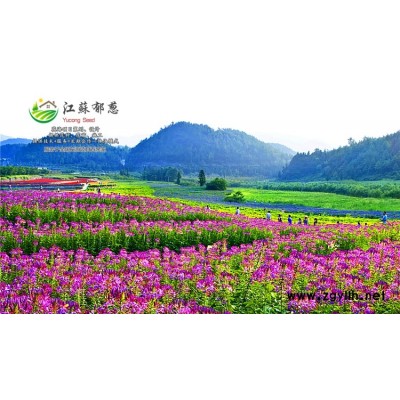 生菜種子哪里有賣的...免費試鐘
