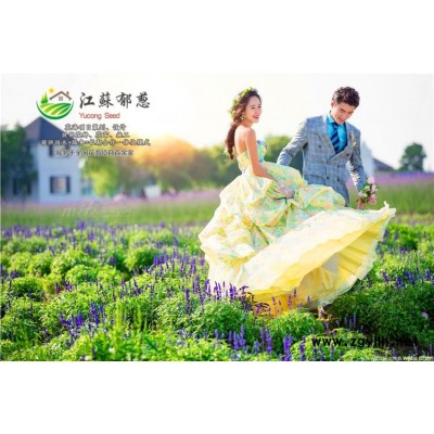 白蠟種子種植技術(shù)方法...高發(fā)芽率