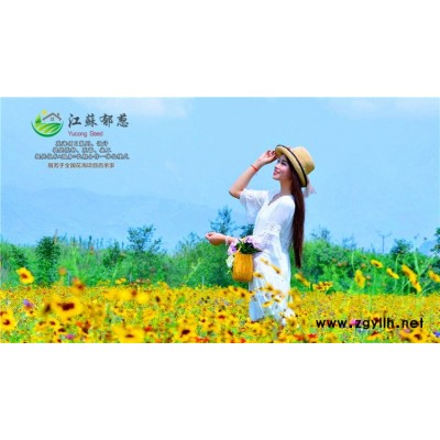 棕櫚種子種植技術方法...高發(fā)芽率