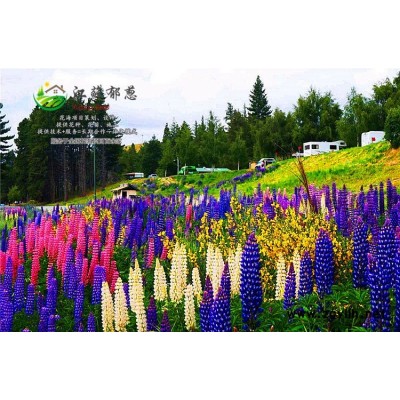 紫荊種子價(jià)格...認(rèn)證企業(yè)