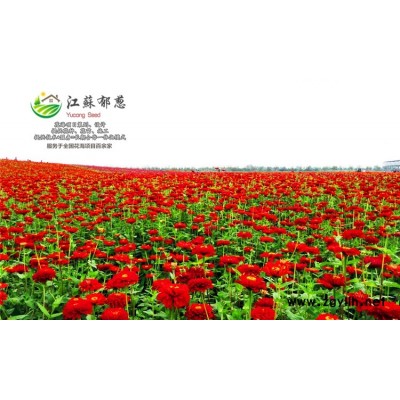 小麗花種子一般多少錢(qián)一斤...高發(fā)芽率