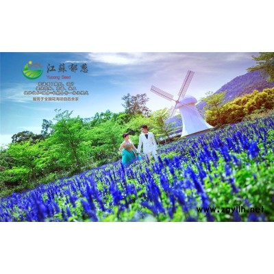 蓍草種子一般多少錢(qián)一斤...高發(fā)芽率