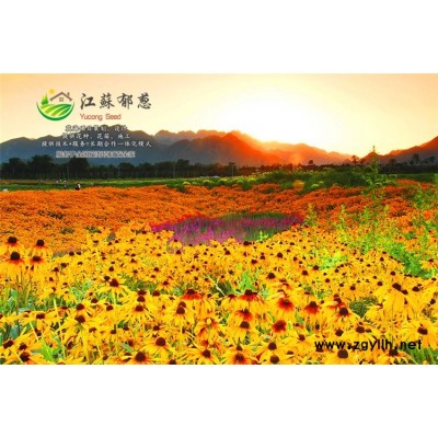 蔓荊子種子一般多少錢(qián)一斤...免費(fèi)試鐘