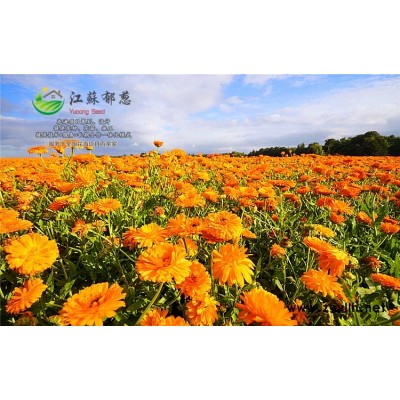 紅千層種子哪里有賣的...認證企業(yè)