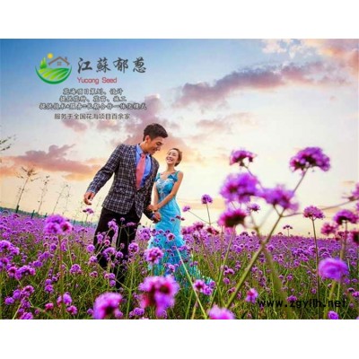 草莓種子種植技術(shù)方法...高發(fā)芽率