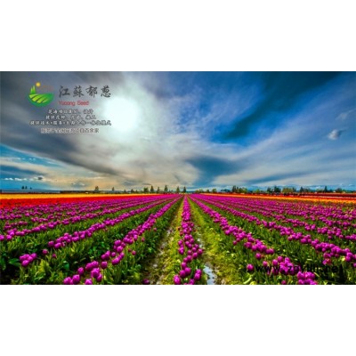 青蒿種子一般多少錢一斤...高發(fā)芽率